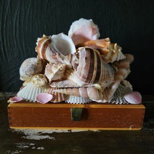 Seashell Assemblage on Cigar Box, Ornate Storage Box